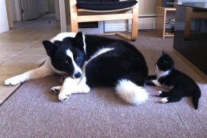 Dog with kitten: stop the dog from chasing the cat