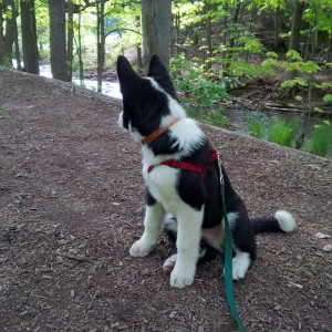 Puppy on trail next to river