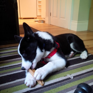 Choosing the best puppy toys: Puppy with Himalayan cheese chew. 