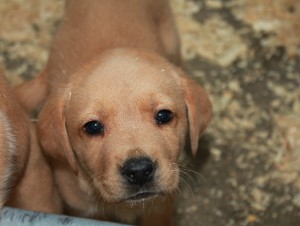 A photo of our third dog Meesha as a puppy