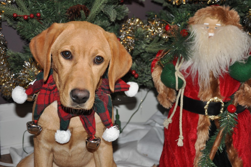 Santa dogs Jackie, Miya and Meesha share their holiday tips | WOOF Now What