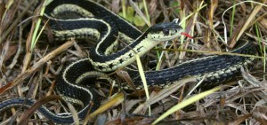 are garter snakes dangerous to dogs