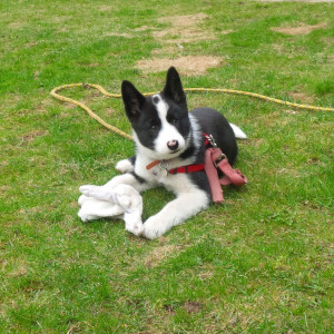 Matti the Karelian Bear Dog Puppy