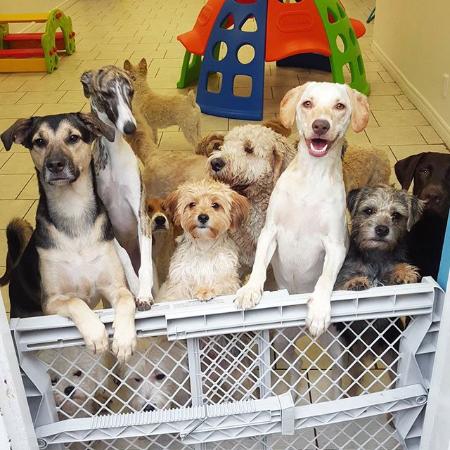 Dog Daycares What to look for Part 2