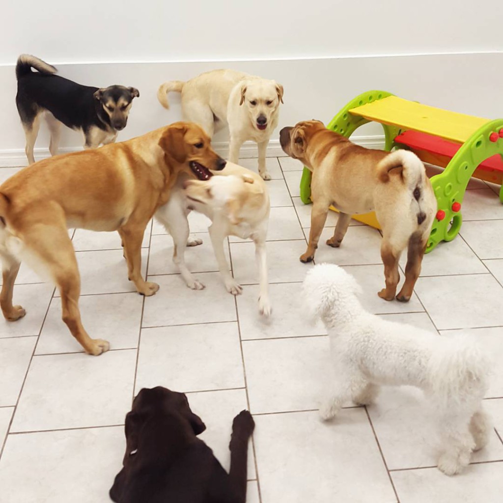 Dog Daycares Part 1 Overview