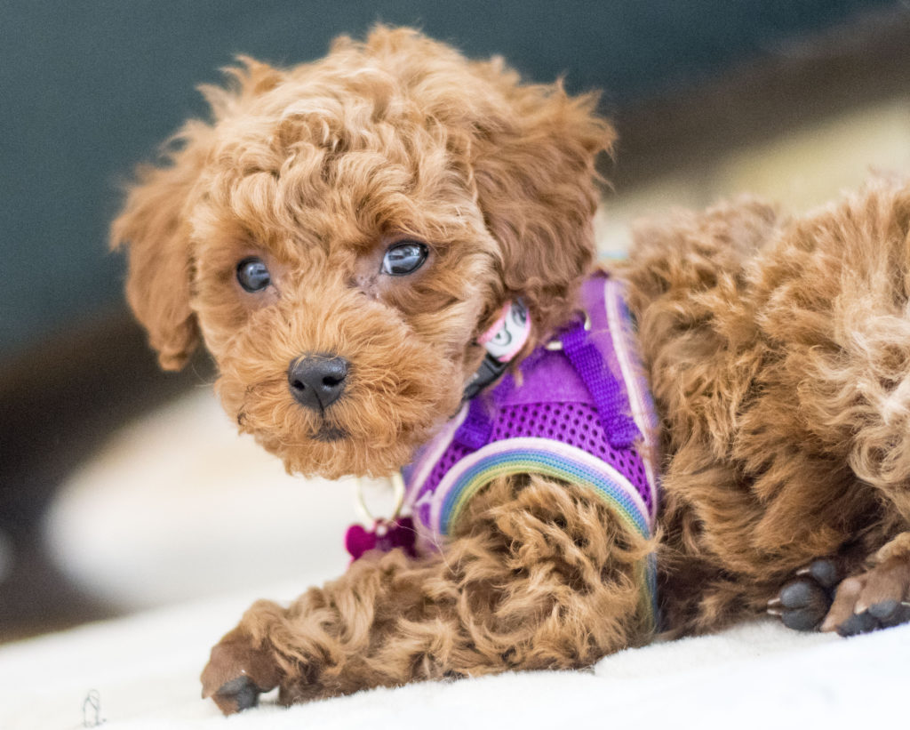 Toffee WOOF Now What